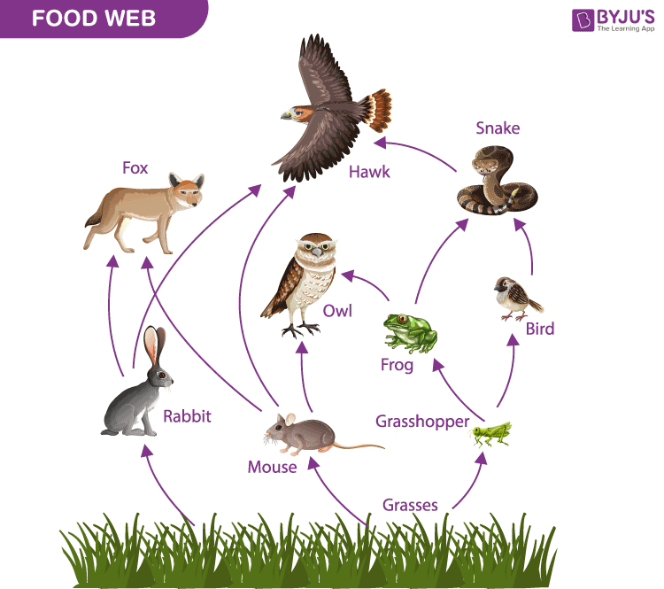 food-web.png
